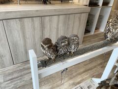 񂳂̂ӂꂠJtF ӂ肱Ƃւ̓eʐ^1