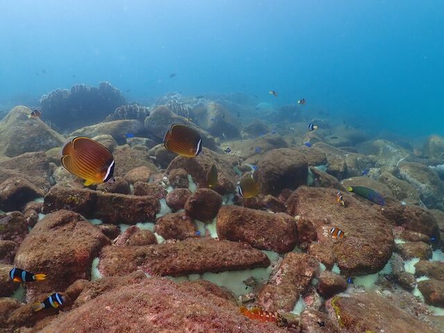 �B���Ă�������C_�����_�C�r���O�T�[�r�X�@Smiley Dive