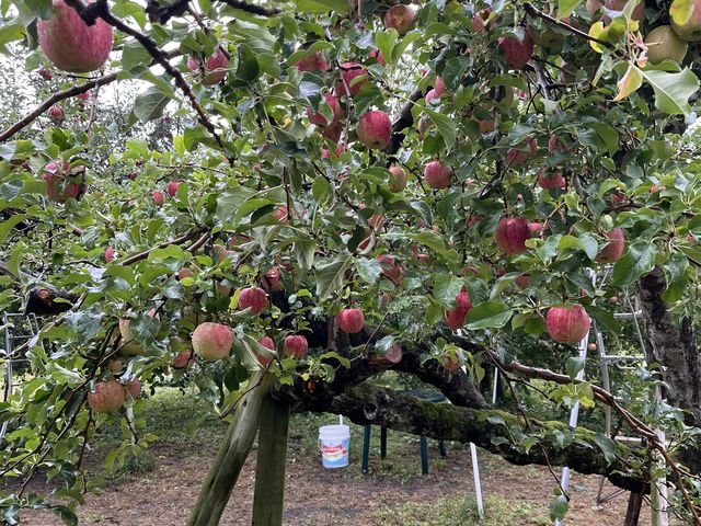 �����Ă����؂��Ď����Ă��܂���_����񂲉�