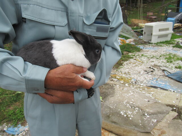 パンダウサギさん_野呂高原ベリーパーク