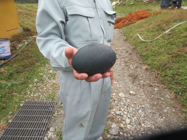 エミューの卵_野呂高原ベリーパーク
