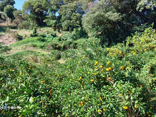 �X�΂�����_�ѓ��݂���