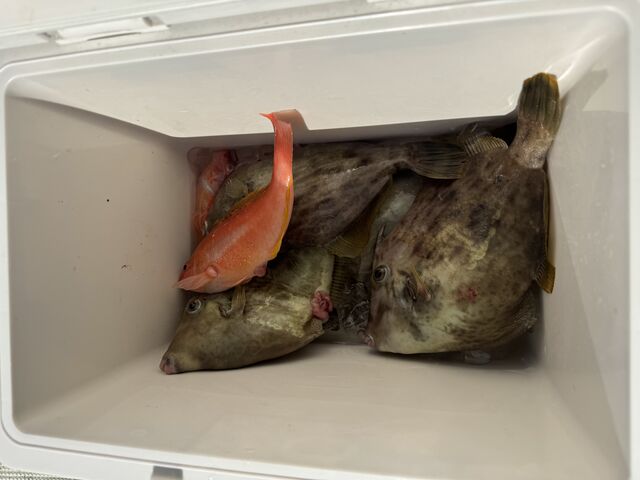 �ނꂽ�J���n�M�ƃx��(����1)_�V���D �L