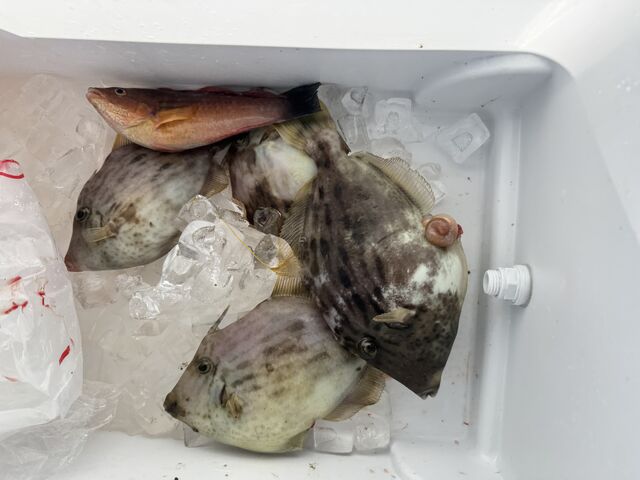 �ނꂽ�J���n�M�ƃx��(����2)_�V���D �L