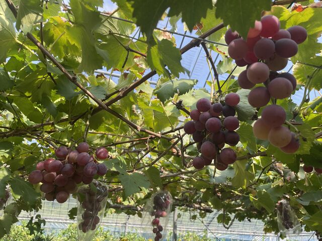 �嗱�̋��􂪑�R����܂�����_�W�H���t���[�c�_��