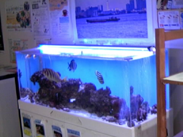 PK̓p̋W_䓌旧ӂꂠقЂ܂