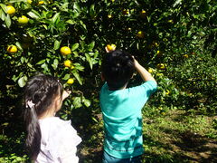 ������[����̔ѓ��݂��񉀂ւ̓��e�ʐ^1