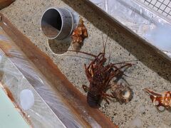 ԂƂ񂳂̂ނƔpZقւ̓eʐ^1