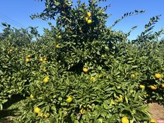 ݂[FRUIT PARK YOKOHAMA@Ōʎւ̓eʐ^1