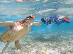 ΂ށ[nico {Óւ̓eʐ^1