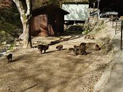 ̑DzR莛L[p[N̓eʐ^1