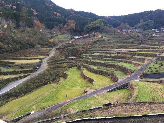 �s��`�̓c��ڂ��ォ�牺�ɕ���ŒI�c���͖L���ł�_��m�̒I�c