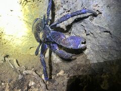 EF`u̐Ί_ ADVENTURE PiPiւ̓eʐ^1