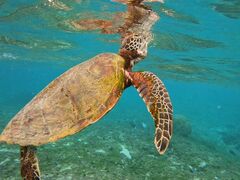 ibc̃I[X[Vm[P{Óւ̓eʐ^1