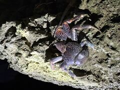 悳̐Ί_ ADVENTURE PiPiւ̓eʐ^1