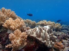 ȂȂƂ̐Ί_ ADVENTURE PiPiւ̓eʐ^1