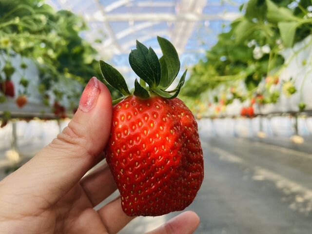 ����1�ԑ傫���������_Sugar Berry ���˂������_��