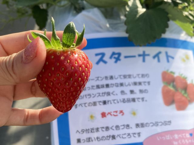 �����̗l�ȍ���̋����X�^�[�i�C�g�I�i��̐��������ĂĂ킩��₷��_Sugar Berry ���˂������_��