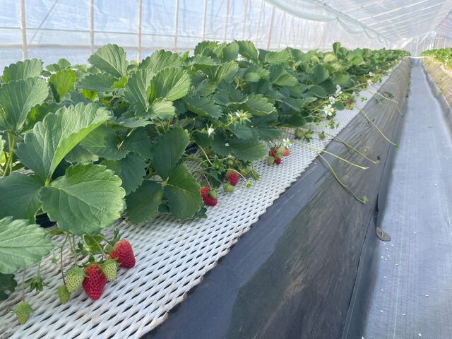 �����͏������������ǂ������������̂Ł�_ICHIGOHOUSE HITACHINAKA