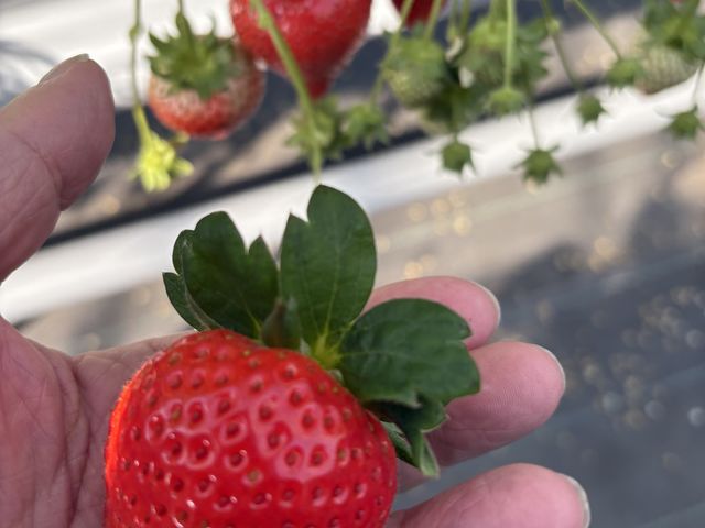 �傫�Ȕ��������C�`�S_�X�g���x���[�G���W�F��