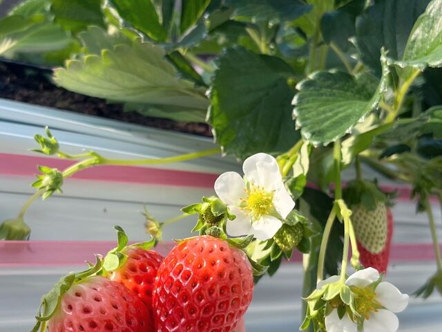 4��ނ̂������𖡔�ׂł��܂��B
_�a�����V��