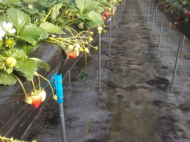 �n�E�X���̗l�q_�₢�����R��������