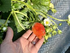 낳̃Xgx[h}ւ̓eʐ^1