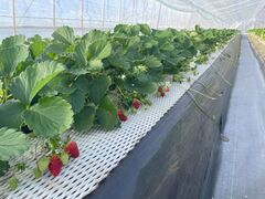 YUKIICHIGOHOUSE HITACHINAKAւ̓eʐ^1