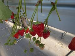 R񂳂̕όAOXl΂ւ̓eʐ^1