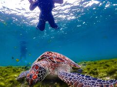 ӂ񂱂̃I[X[Vm[P{Óւ̓eʐ^1