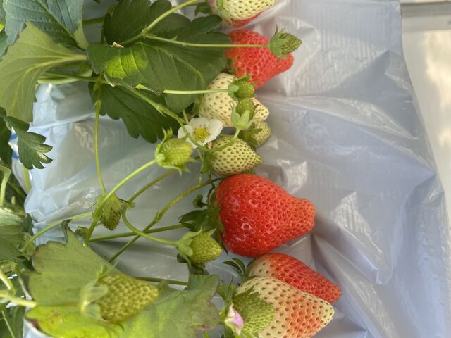 �{���ɑ�R�̂��������Ȃ��Ă܂����I�I_FARM�@LAB