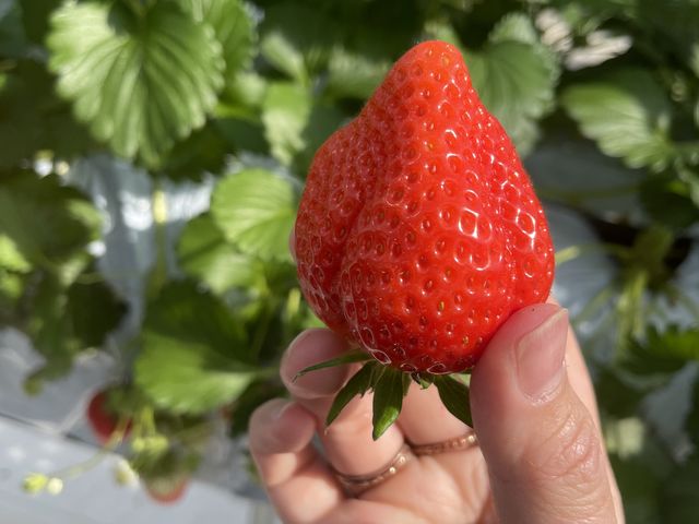 �傫��䕂ɂ����ڂ������܂����T�C�Y��킸�����I_FARM�@LAB