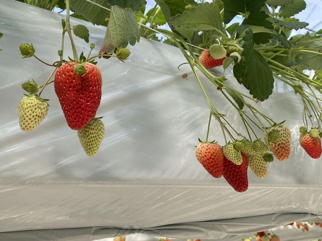 �������������[��_�t�@�[������� �É͓X