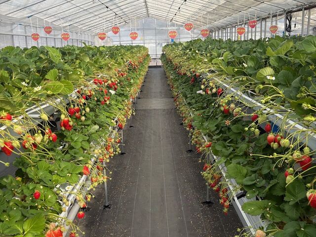 �ׂɂ��܃��[��_�X�g���x���[�G���W�F��