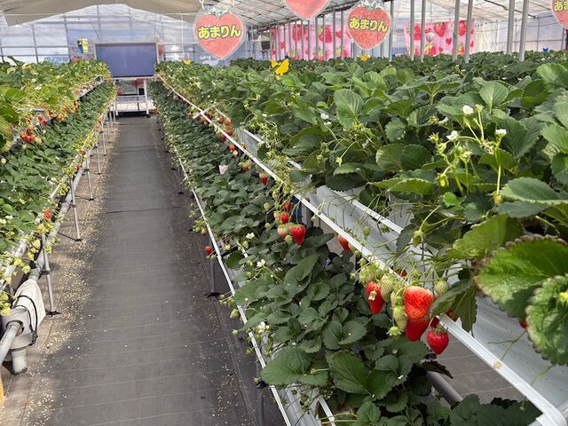 ���܂�񃌁[��_�X�g���x���[�G���W�F��