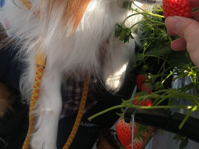 ps N䕎
hbN䕔_( *L)_Strawberry Minori