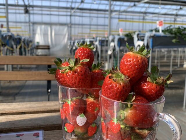 �Ă񂱐���I_�P���P���̓m