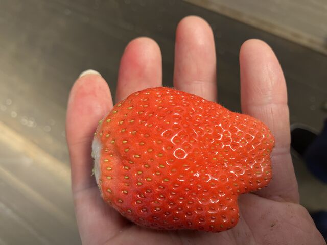 �傫���ł���I_�c���_��