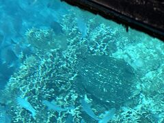 nbV[̂܂͂邭ւ̓eʐ^1