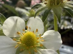 񂳂̃TS^jqւ̓eʐ^1