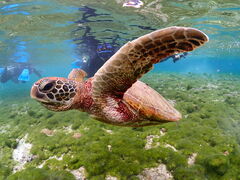 ͂̃I[X[Vm[P{Óւ̓eʐ^1