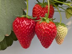 ��������̒����t���[�c�t�@�[���ւ̓��e�ʐ^1