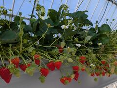 ȂT-FARM 1Xւ̓eʐ^1