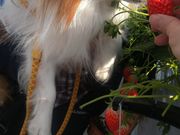 ؂Strawberry Minori̓eʐ^1