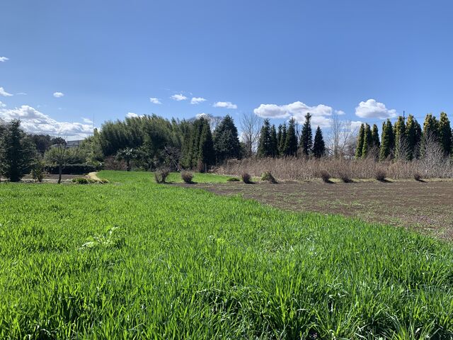 �t�@�[���܂ł̓��̂�_�i�J�W�}�t�@�[�� �▼�̗�