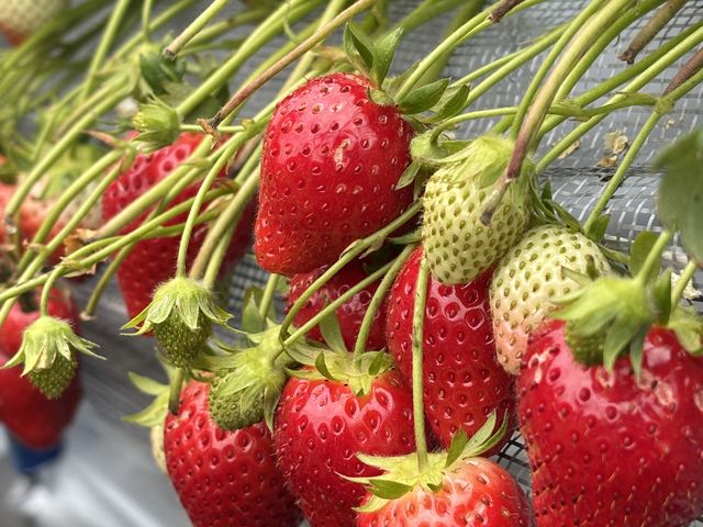 �^���ԂȂ�������������_strawberry farm �ӂ�����