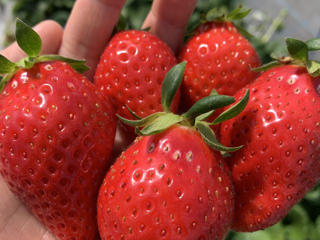 �c���c���ȑ嗱�̂�����_䕉����߃n�E�X