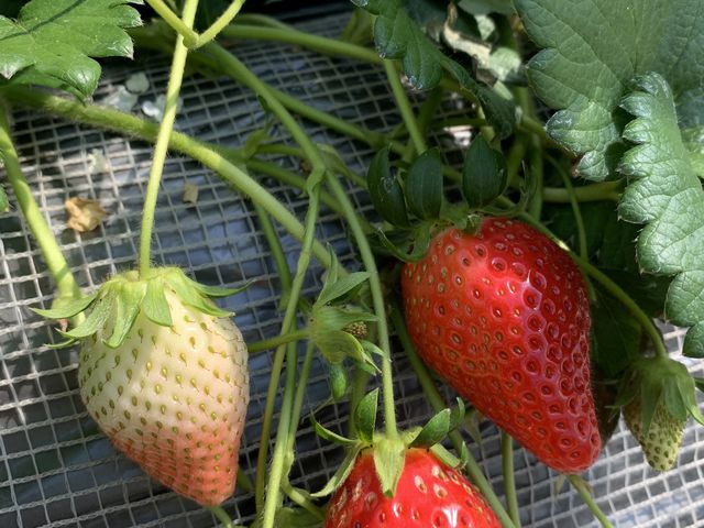 ������������܂�_䕉����߃n�E�X