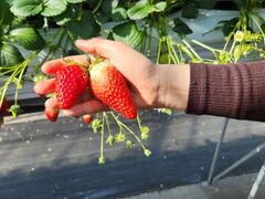 [̕όAOXl΂ւ̓eʐ^1