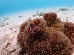 Ƃ̋{blue܂ق΂ւ̓eʐ^1